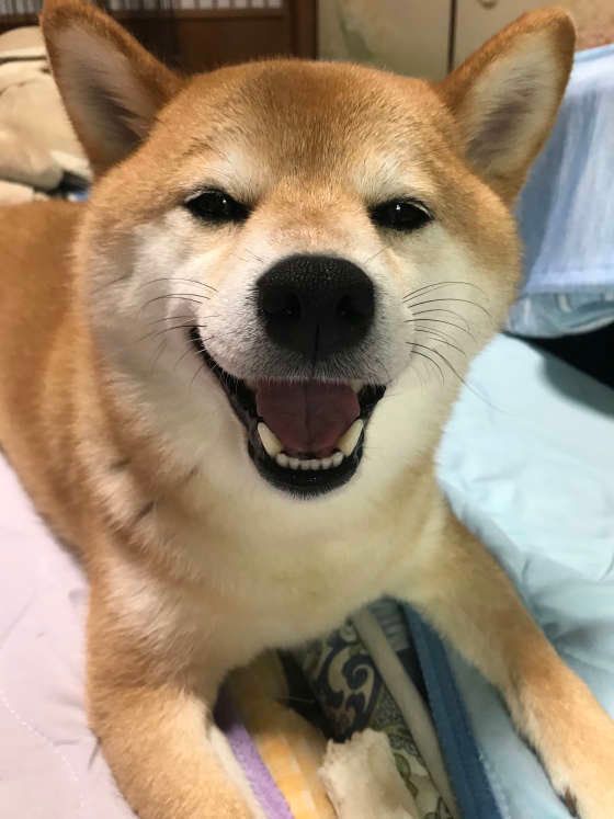 これってフケ ほっておいていいの 犬からフケが出る原因と対処法 いぬのきもちweb Magazine
